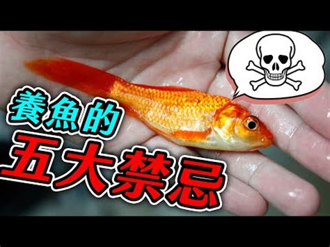 飼養魚|養魚新手入門：12個教學讓你養魚一次上手（新手必讀）